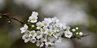 Które krzewy rosną najszybciej?