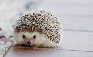 Jakie kołki do wieszania szafek łazienkowych? Jakie kołki do wieszania szafek łazienkowych?