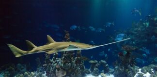 Jaka piła łańcuchowa do domu?