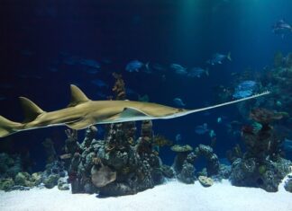 Dlaczego piła spalinowa tnie pod skosem? Dlaczego piła spalinowa tnie pod skosem?