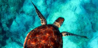 Jakie zwierzęta przynoszą szczęście?